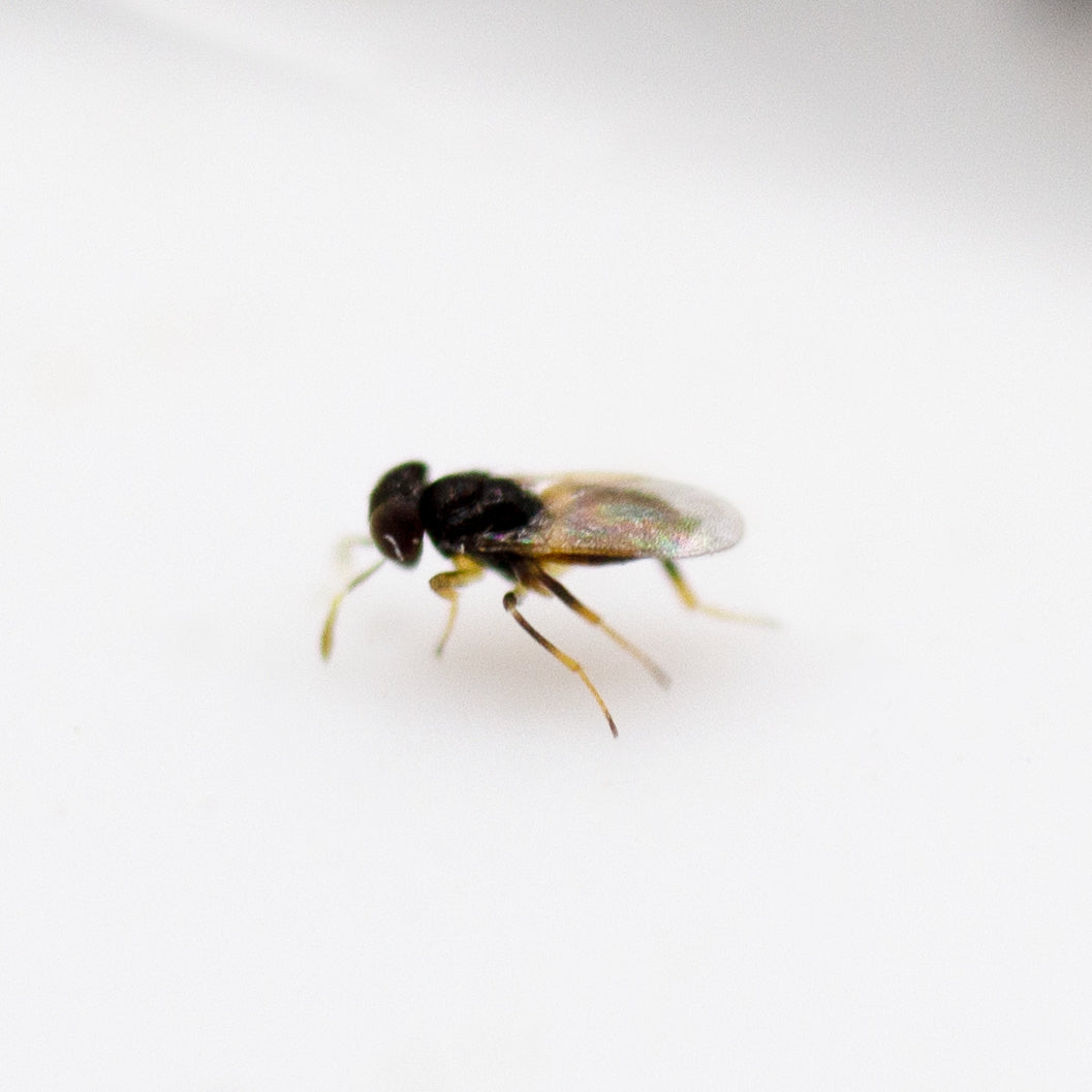 Aphid Triple Mix - A. colemani, A. ervi + A. abdominalis
