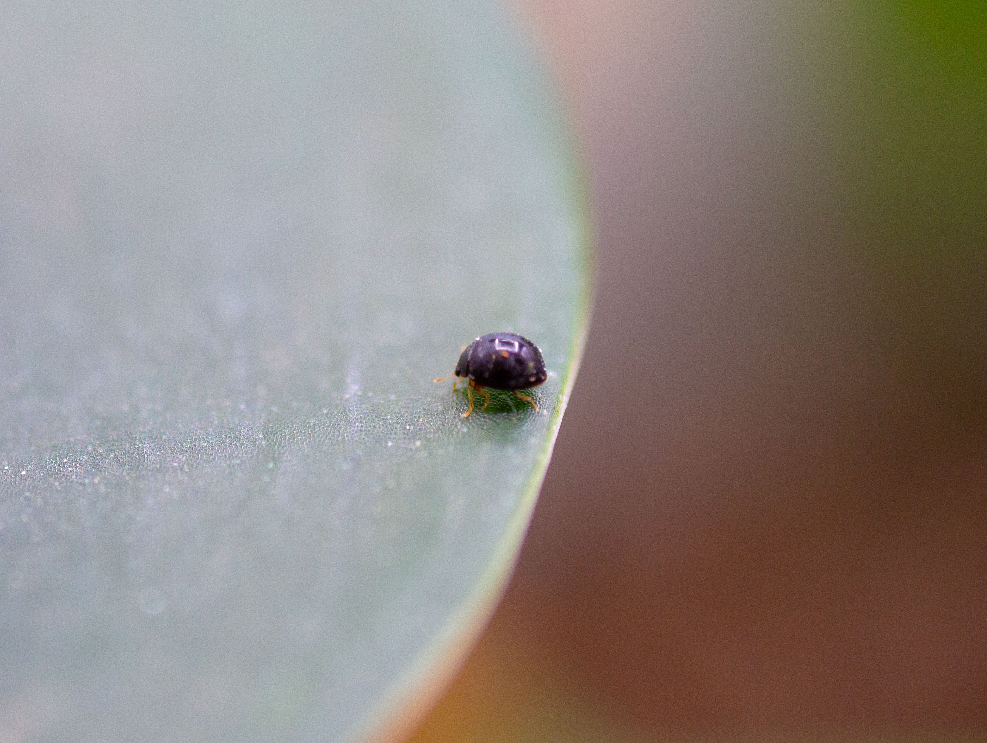 Delphastus catalinae - Whitefly Control