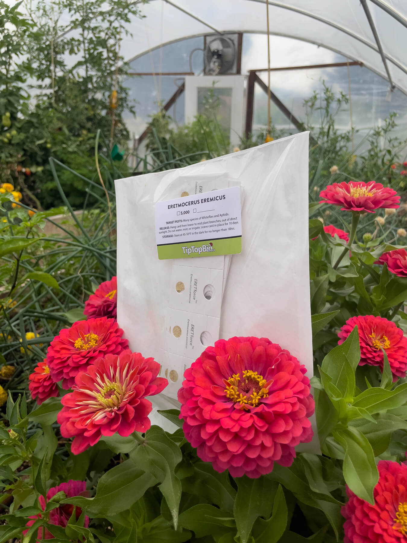 Eretmocerus eremicus - Whitefly Control