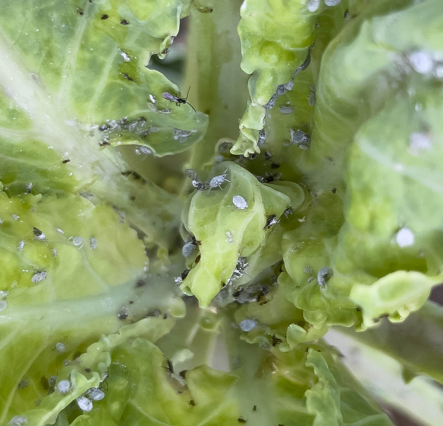 Aphidius ervi - Aphid Control