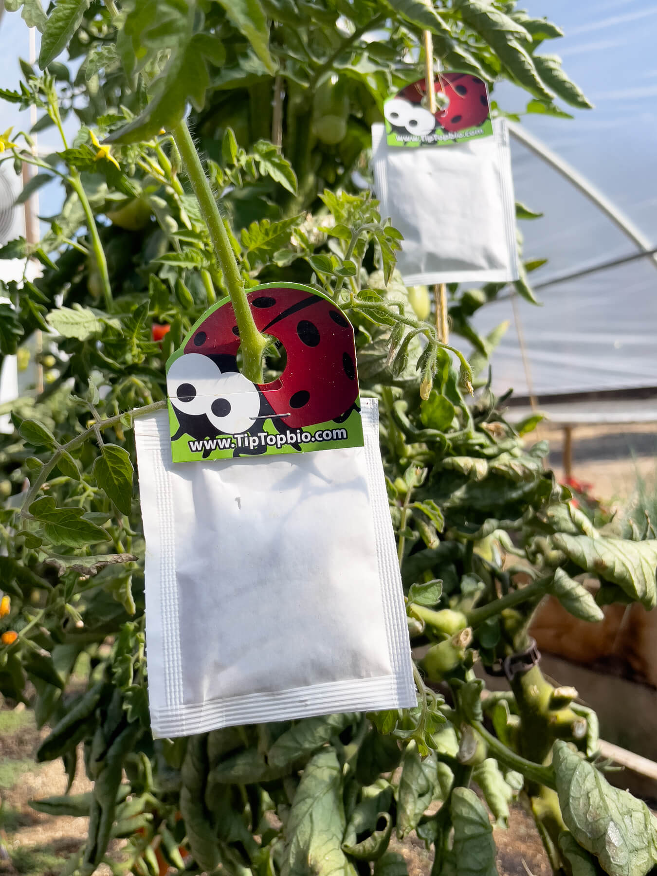 Amblyseius cucumeris - Thrip and Spider Mite Control