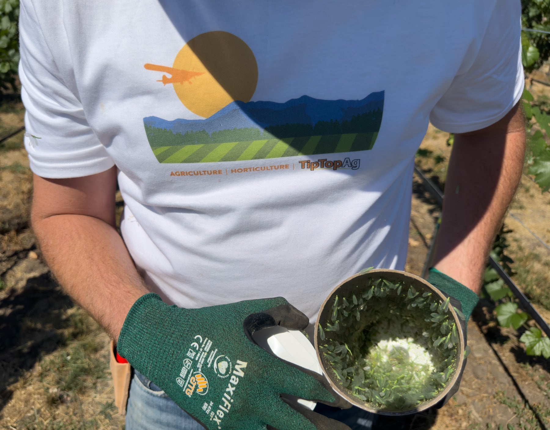 Green Lacewing Adults