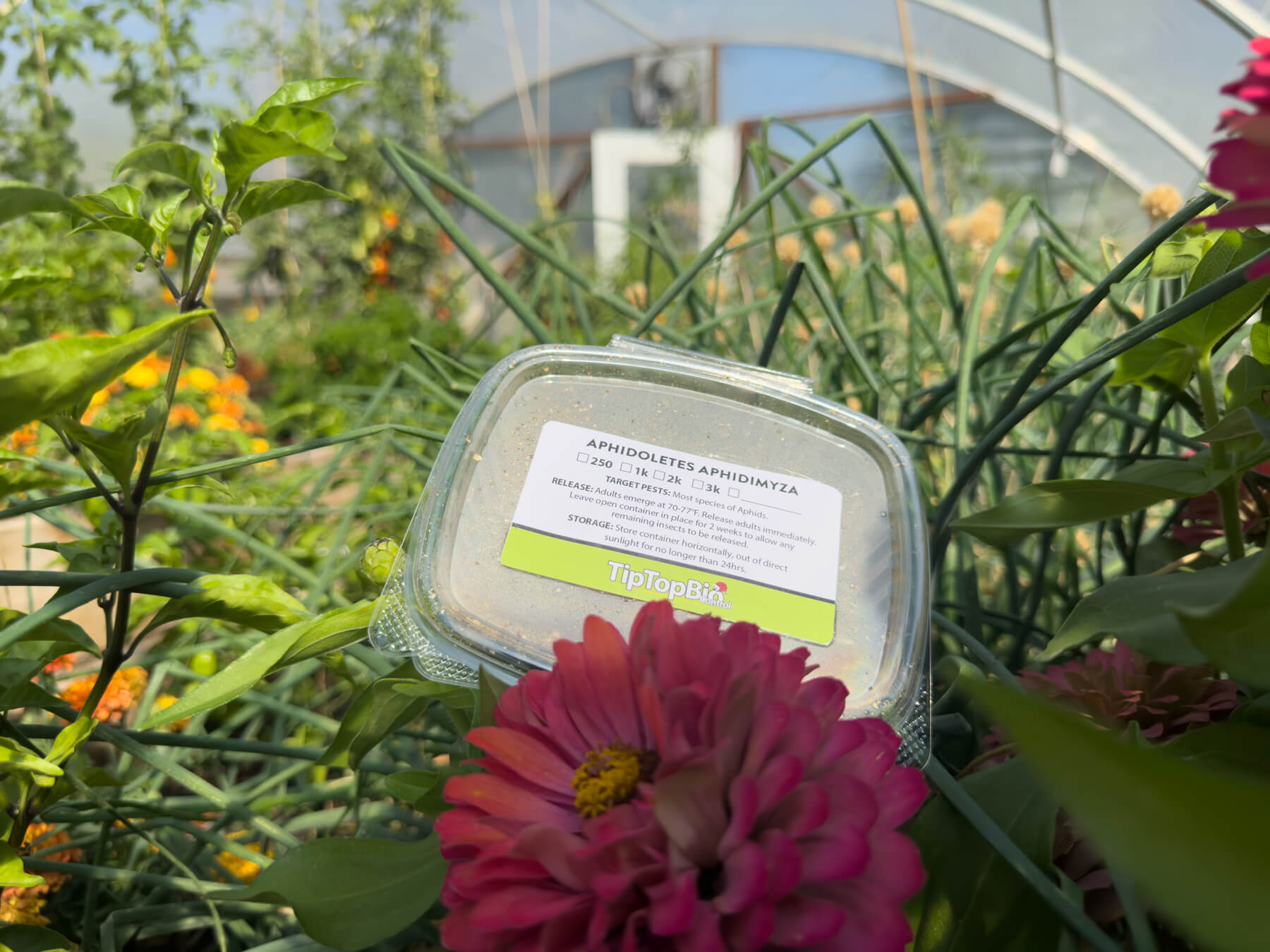 Aphidoletes aphidimyza - Aphid Control