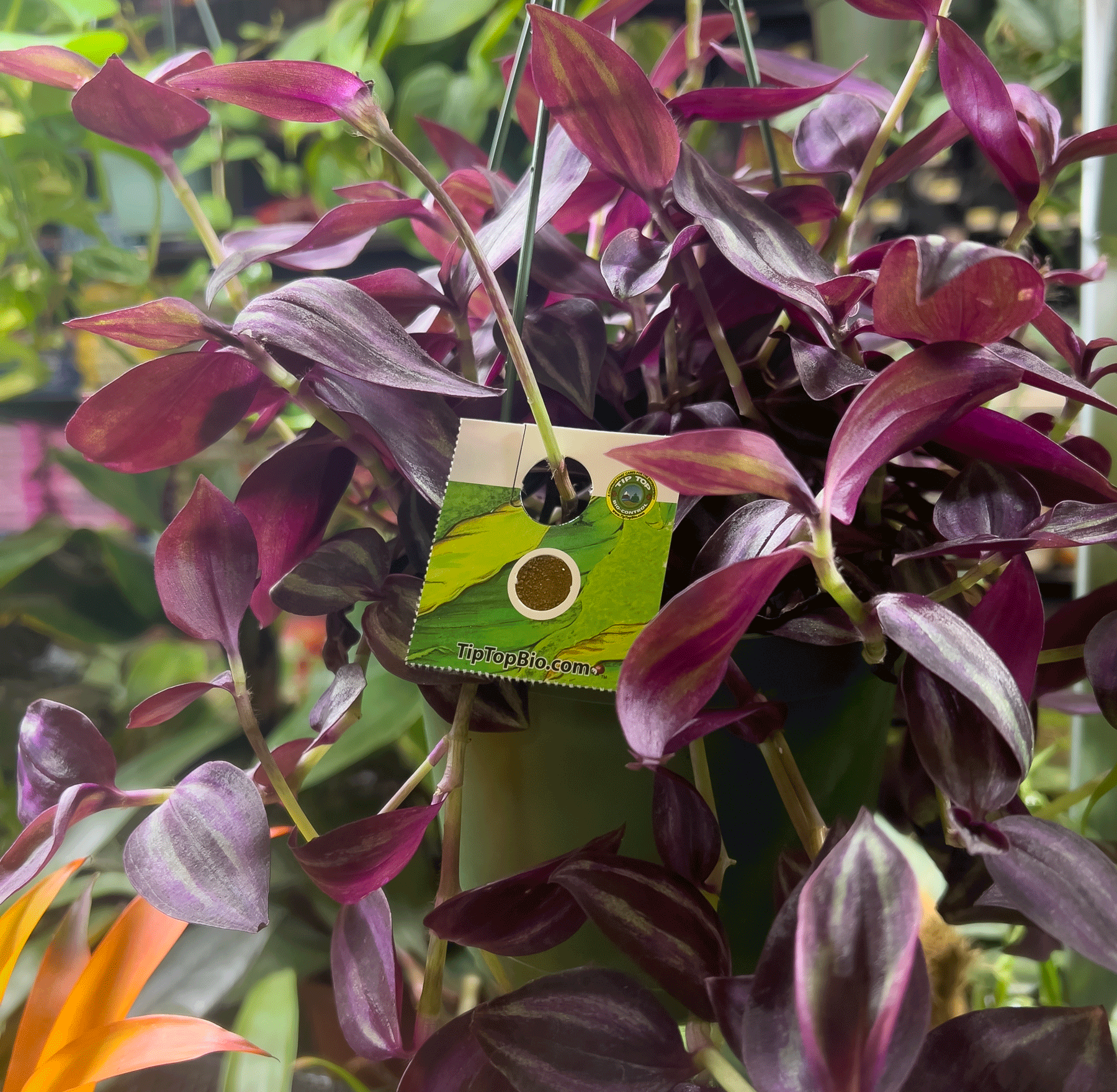 Good Bug Supplemental Diet