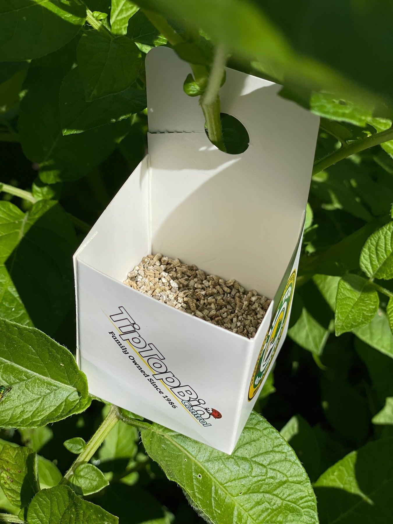 Amblyseius swirskii - Affordable Generalist with Short Reproductive Cycle
