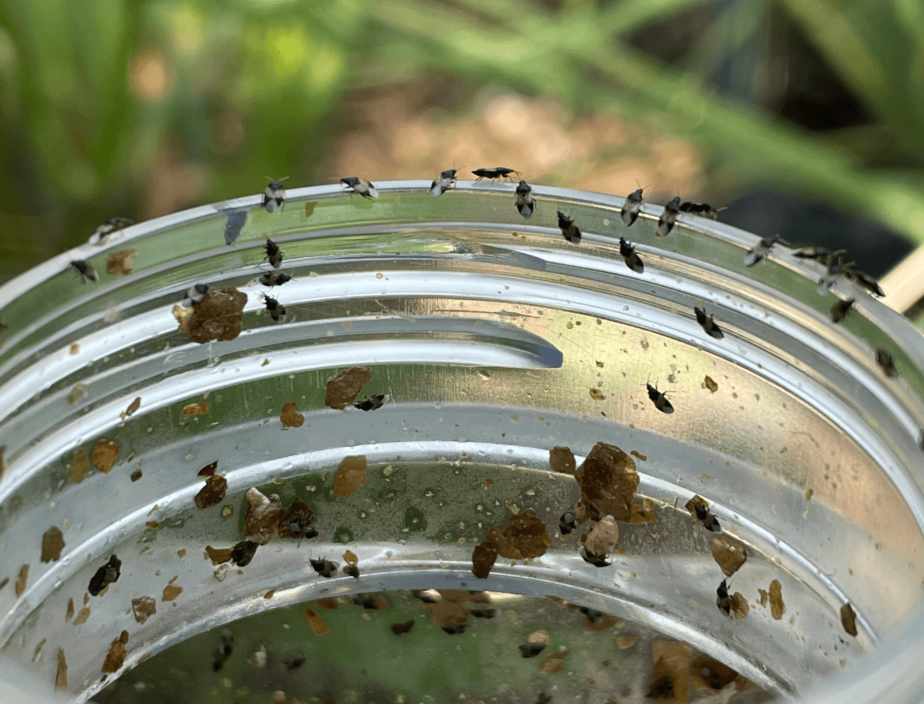Orius insidiosus - Minute Pirate Bug - Controls All Life Stages of Thrips