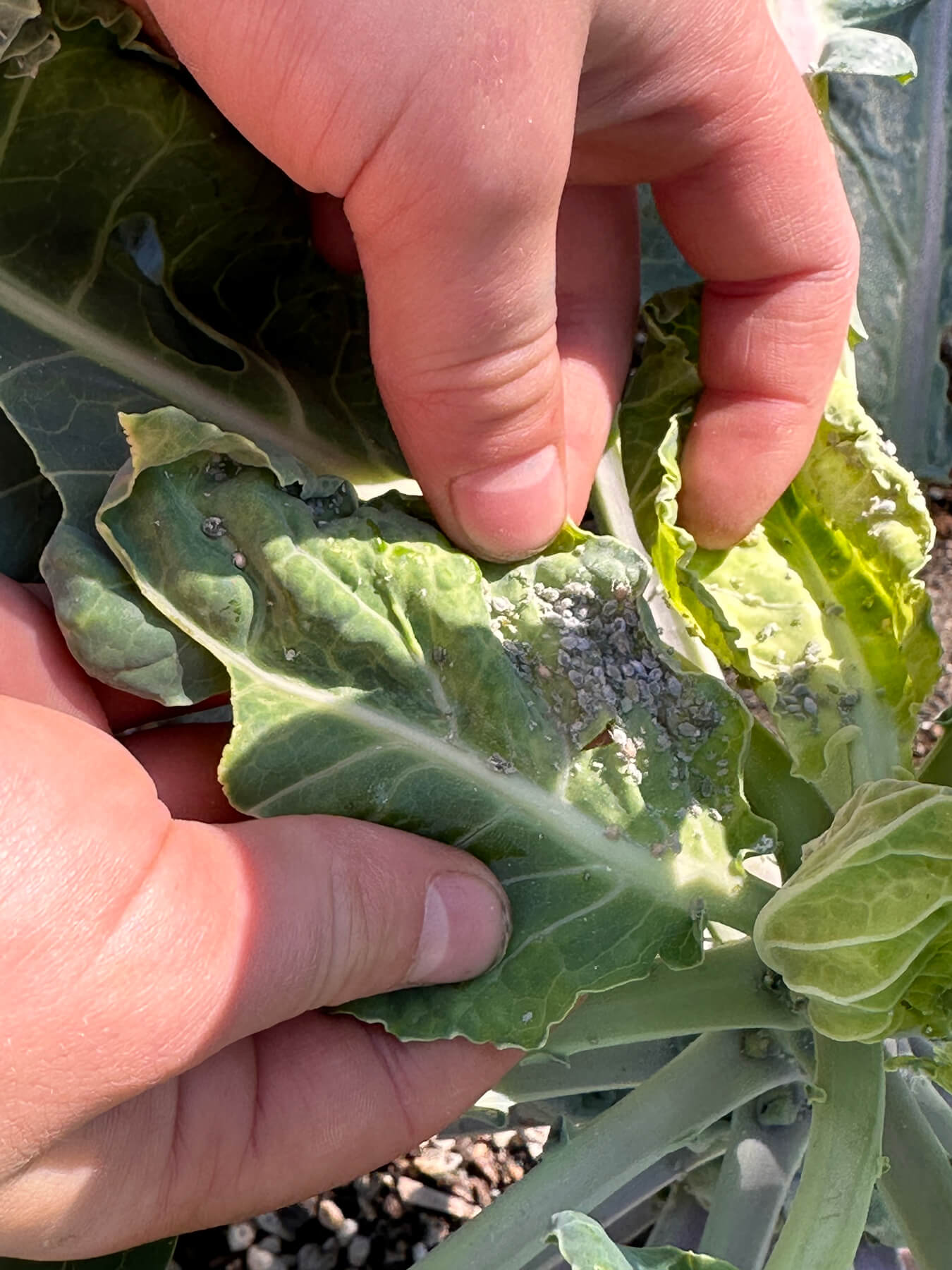 Aphelinus abdominalis - Aphid Control