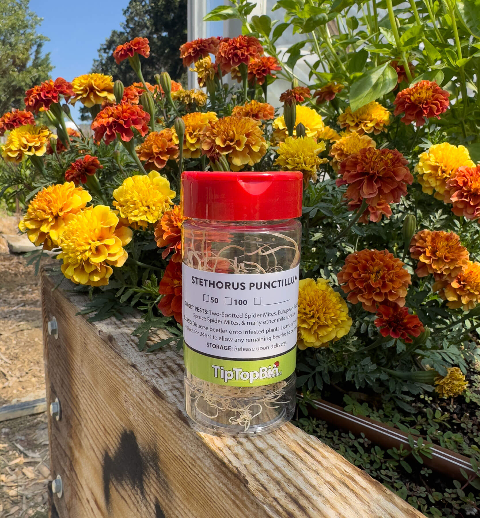 Stethorus punctillum - Spider Mite Control