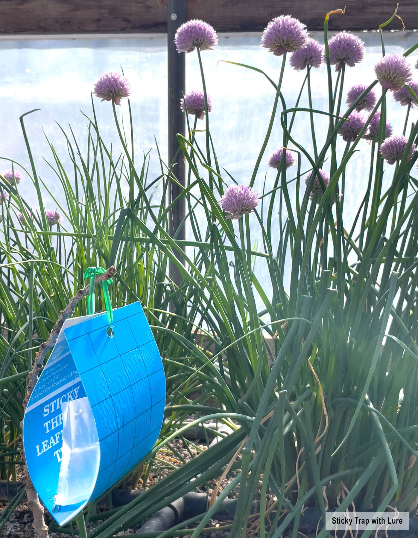 Thrips Attractant Lure