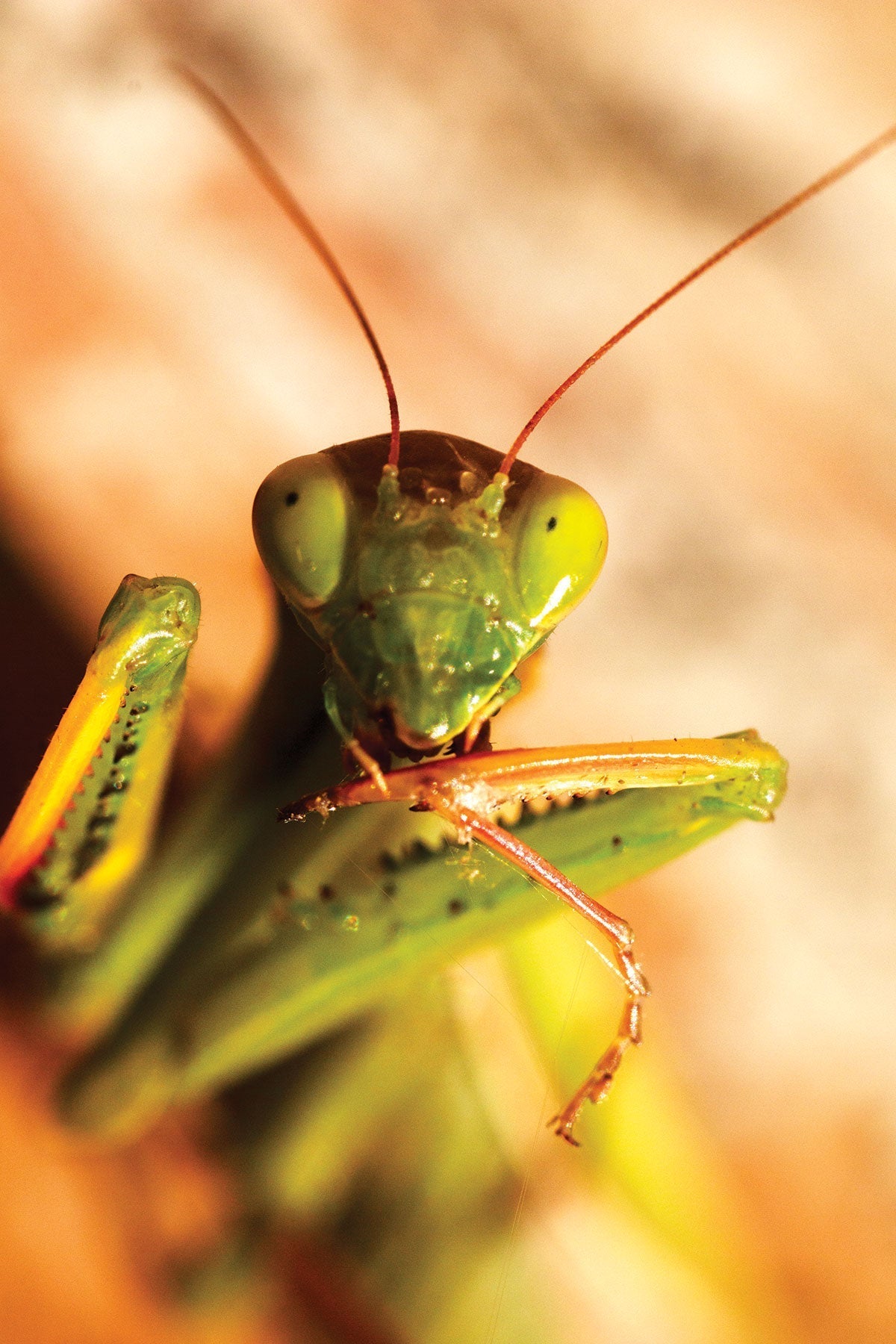 Praying Mantis