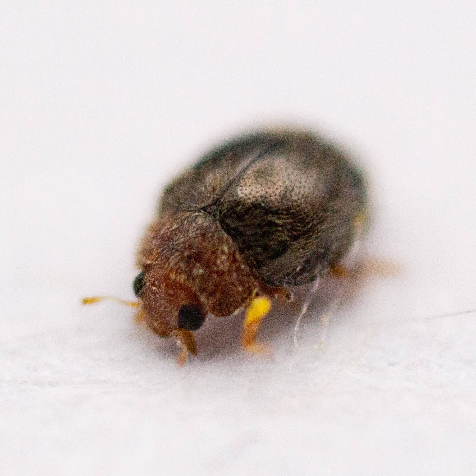 Lindorus lophanthae - Scale Control