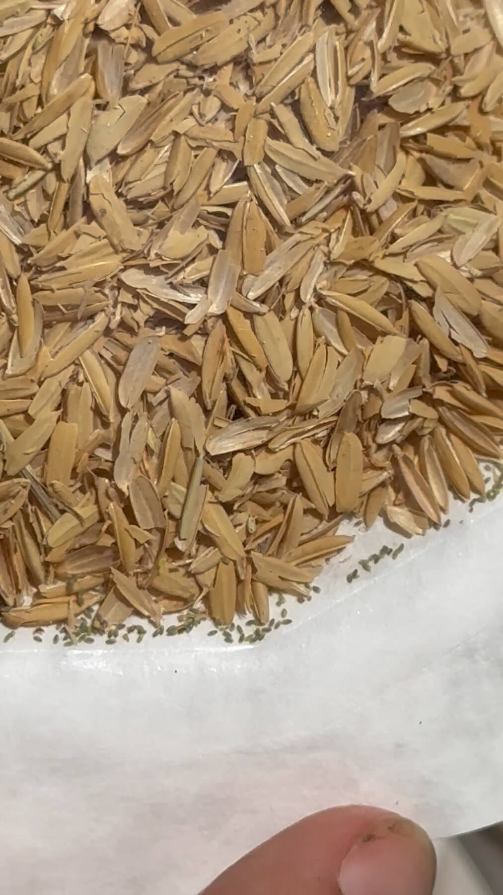 Green Lacewing Eggs in Rice Hulls - Retail Pouch