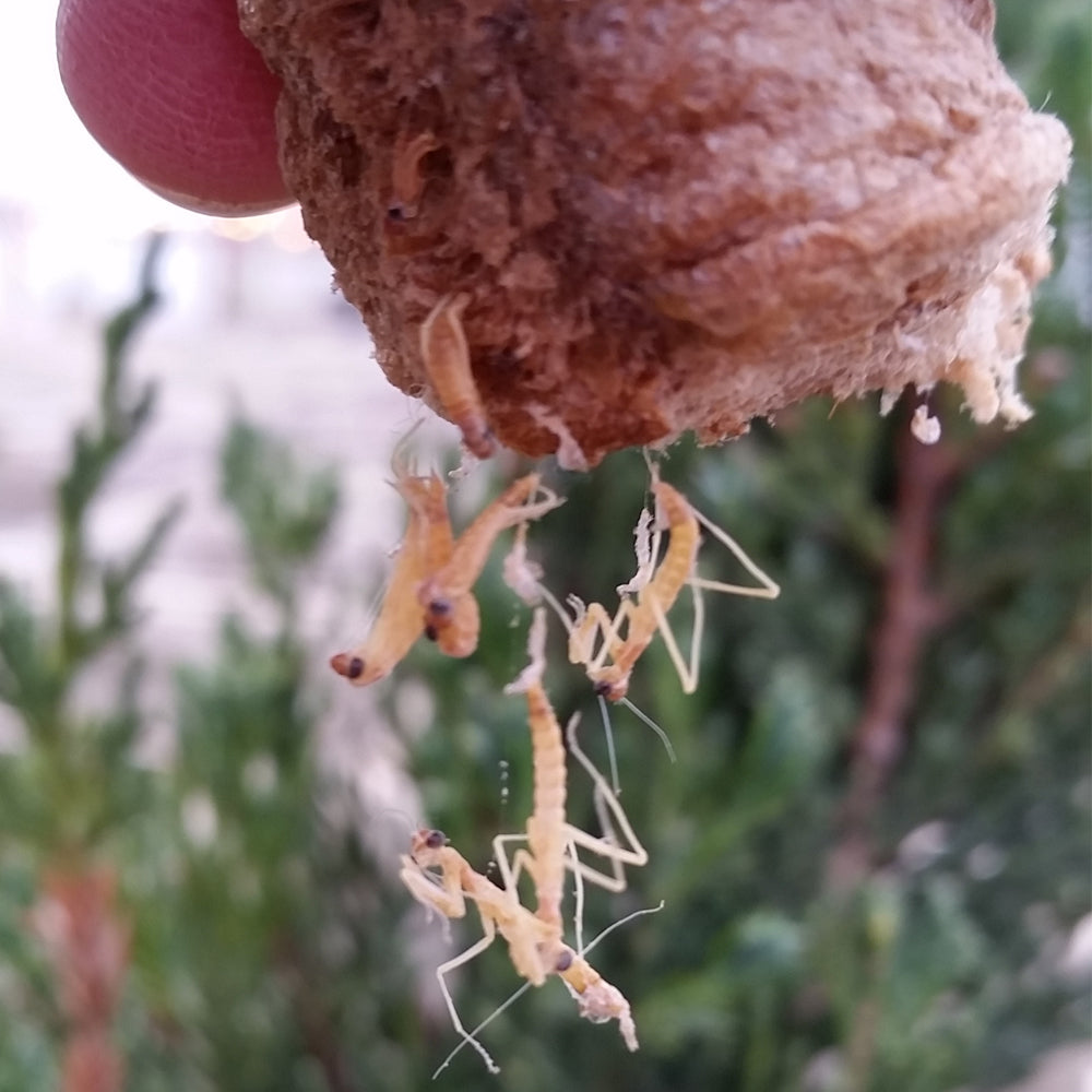Praying Mantis