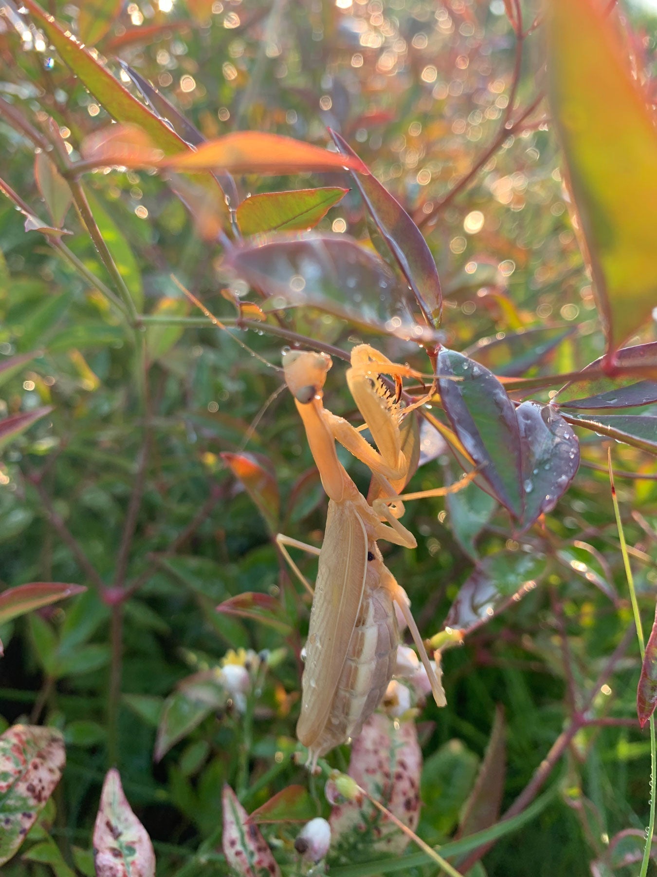 Praying Mantis