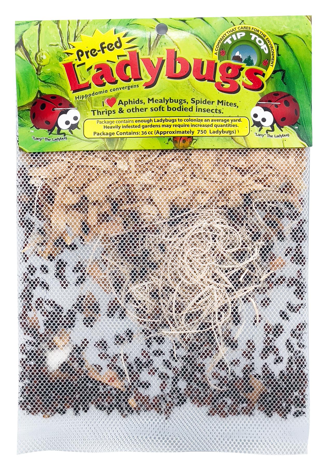 Pre-Fed Ladybugs