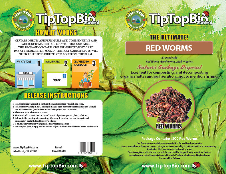 Composting Red "Wiggler" Worms