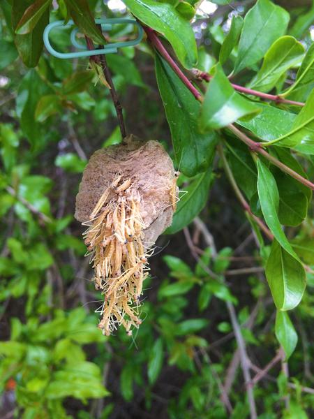 Praying Mantis - Egg Case