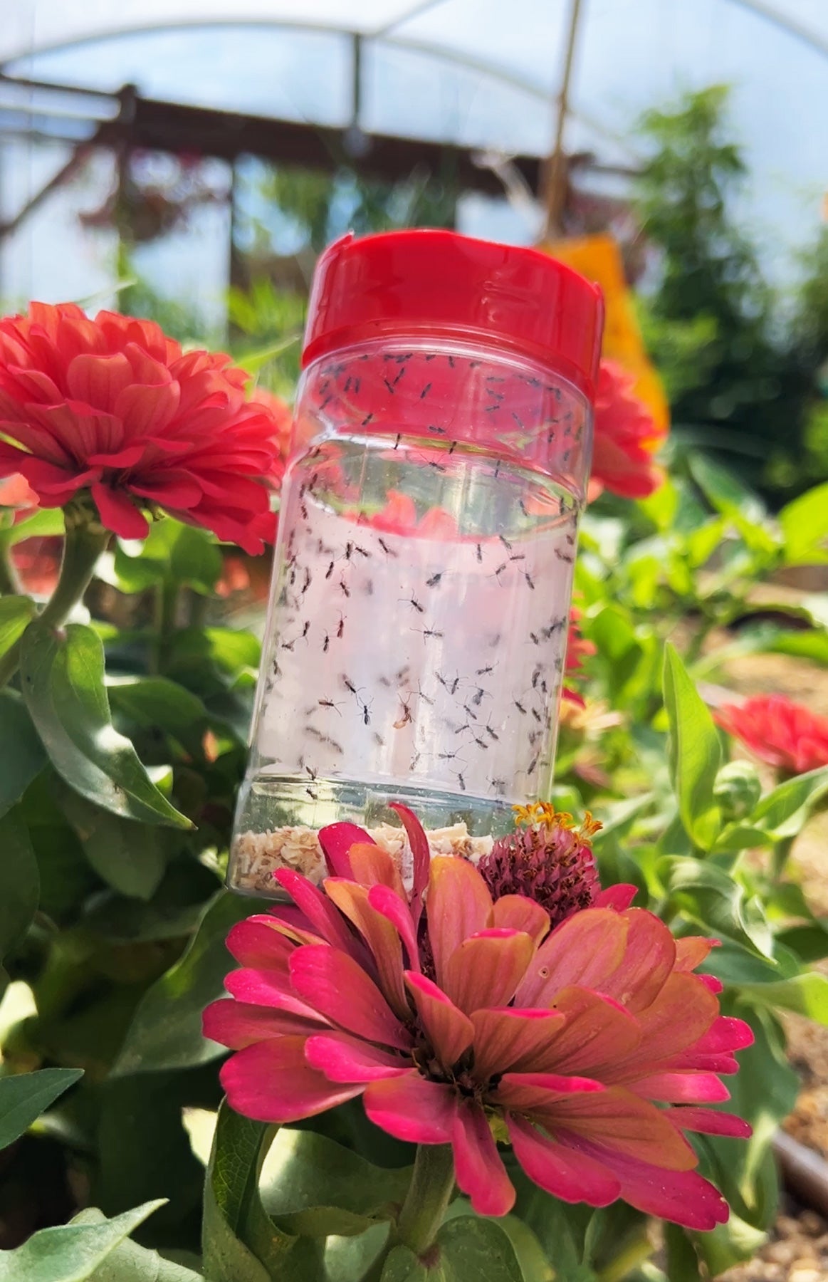 Aphid Triple Mix - A. colemani, A. ervi + A. abdominalis