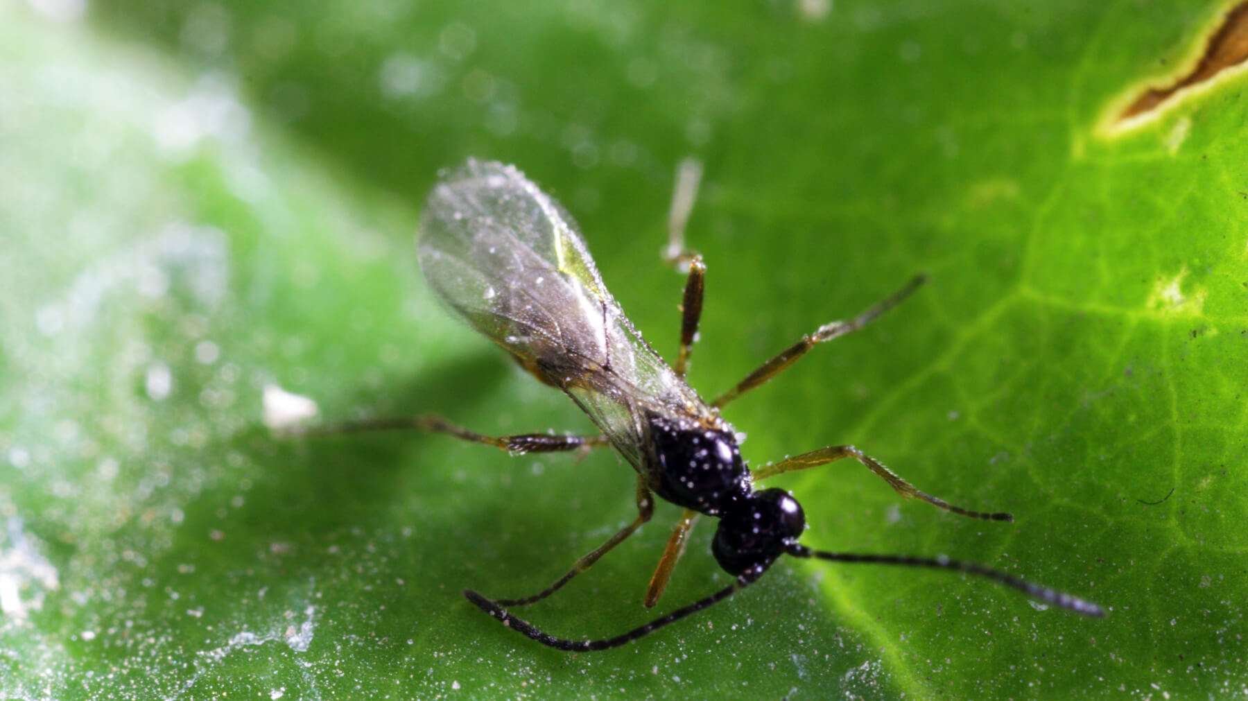 Aphid Triple Mix - A. colemani, A. ervi + A. abdominalis