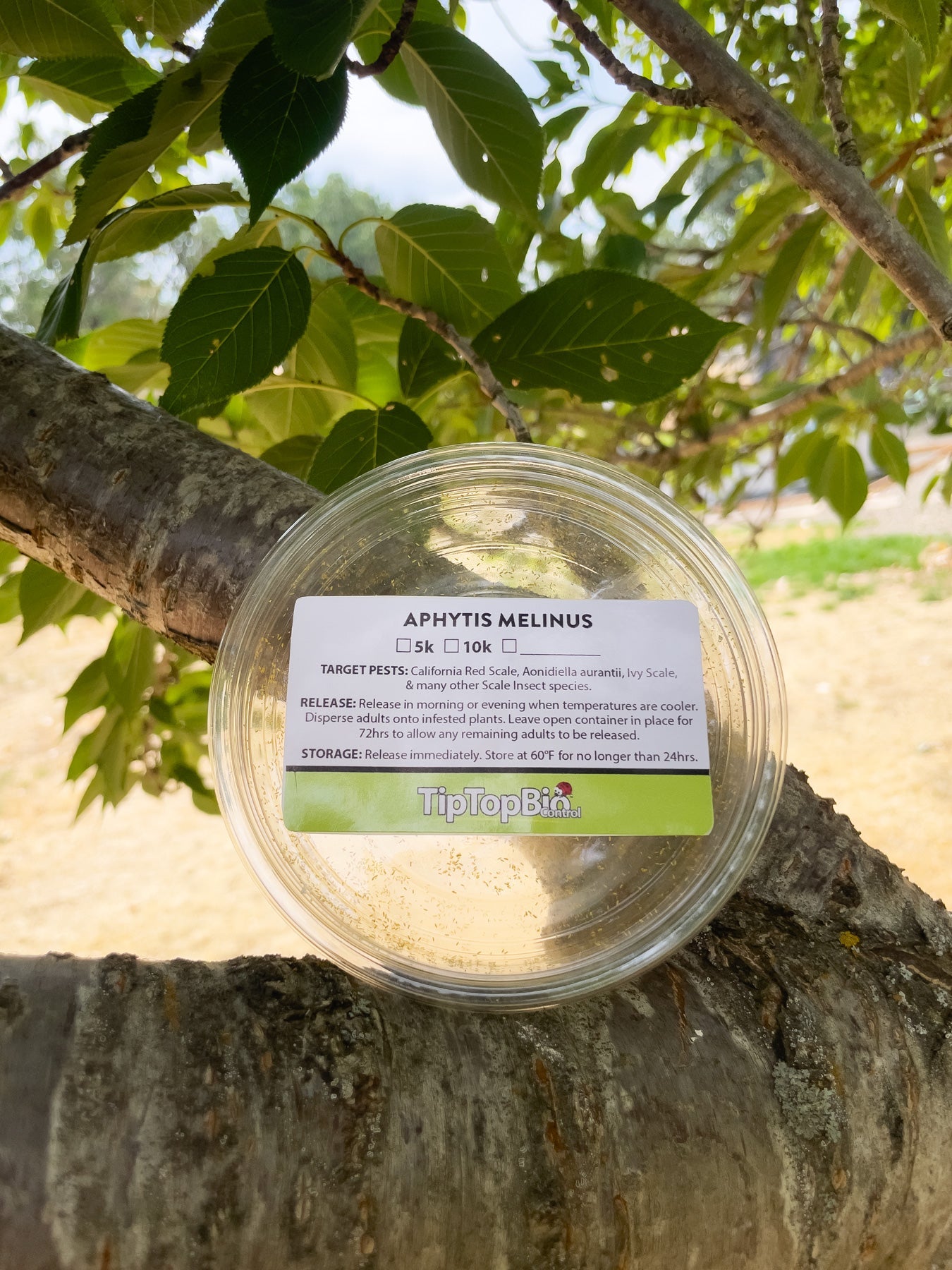 Aphytis melinus - Scale Control