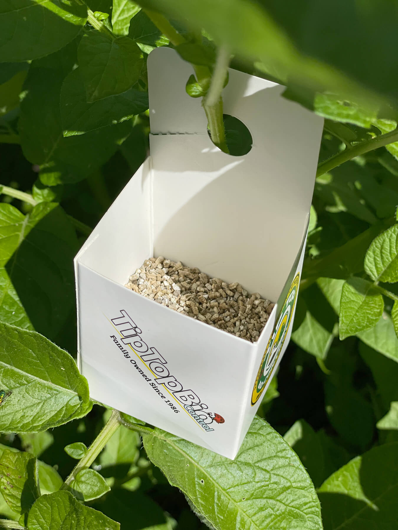 Amblyseius cucumeris - Thrip and Spider Mite Control