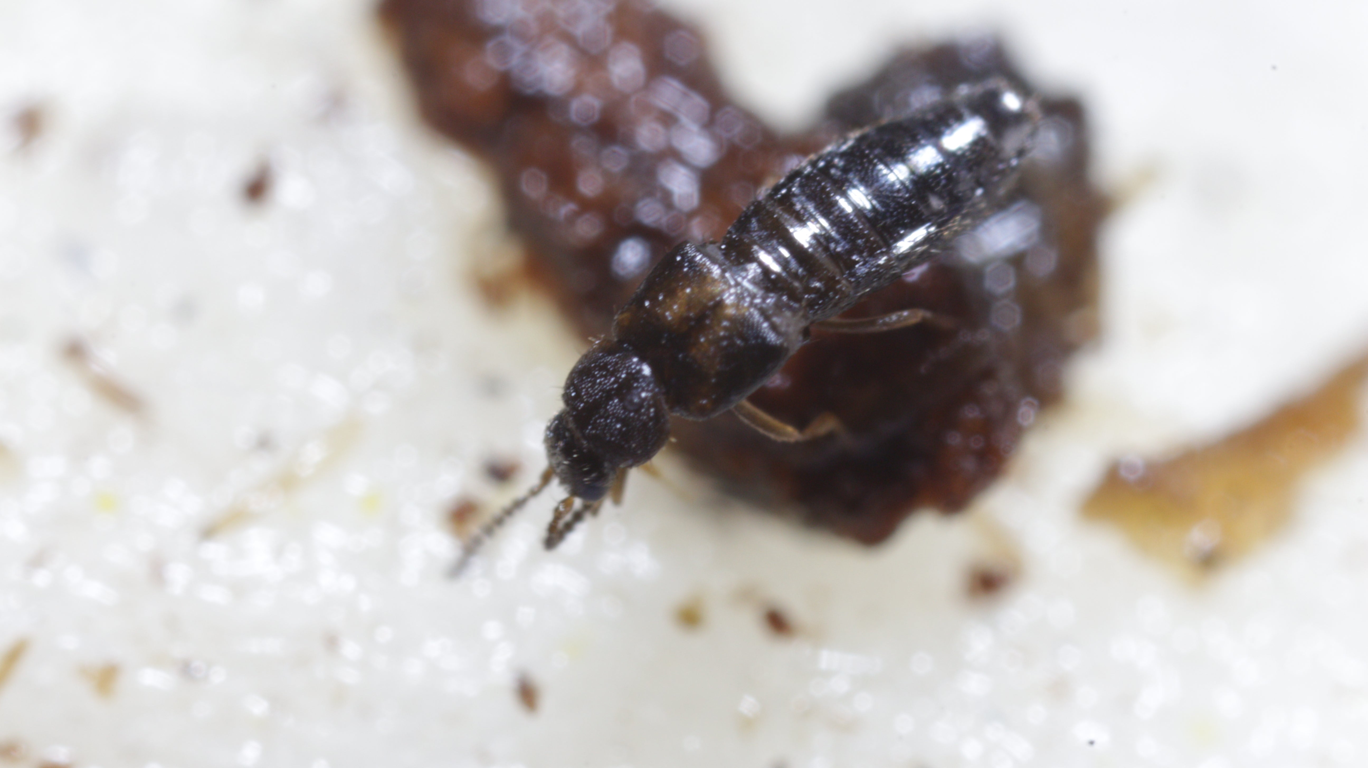 Dalotia "Atheta" coriara - Rove Beetle