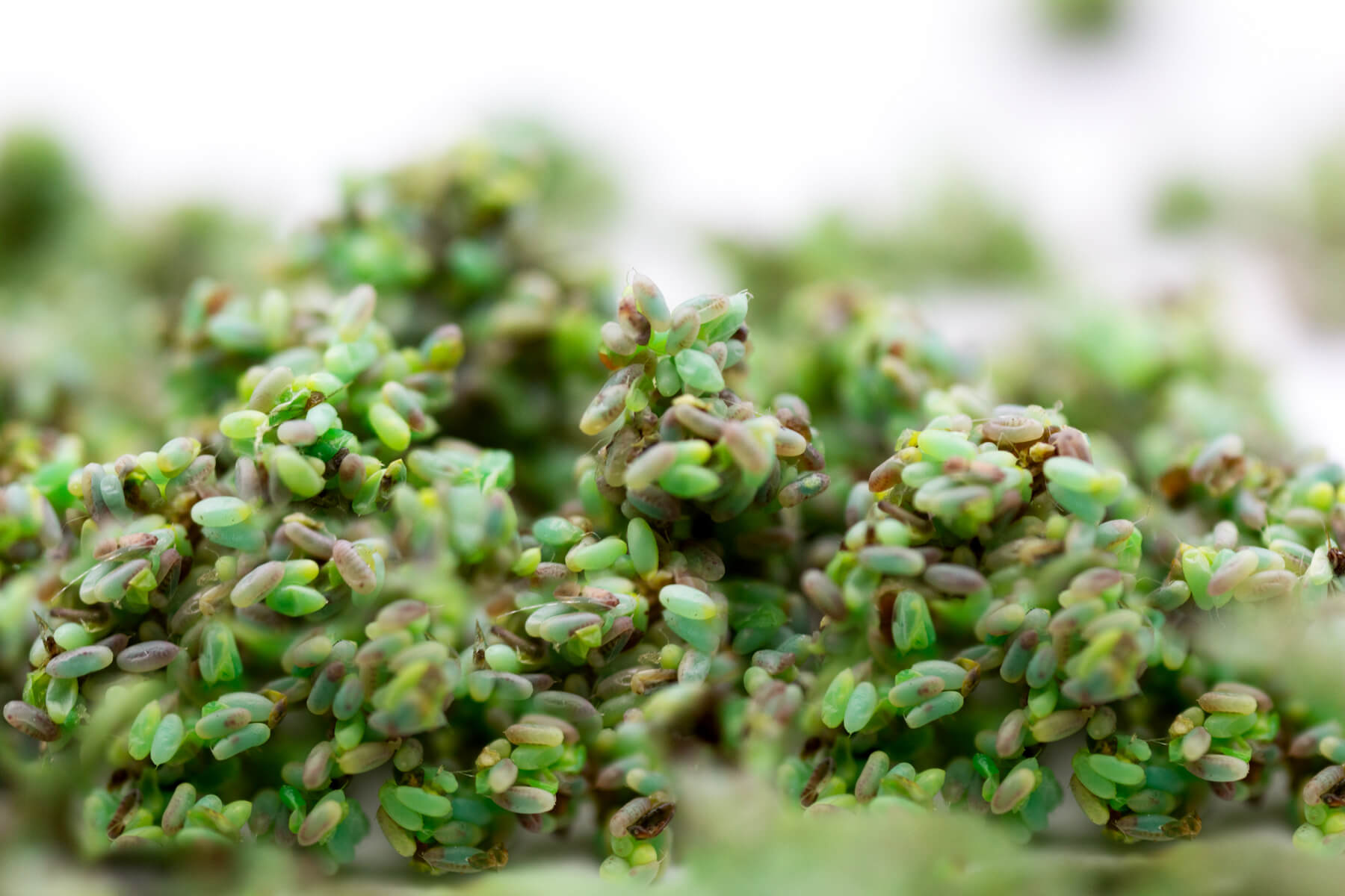 Green Lacewing Eggs on Hanging Cards