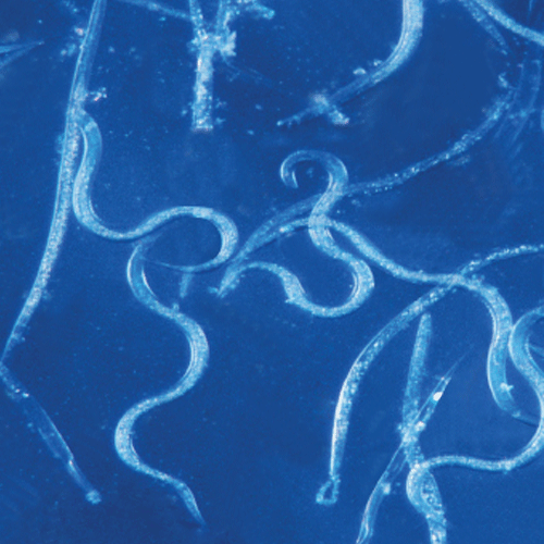 Flea & Soil Pest Exterminator - Sc Nematodes