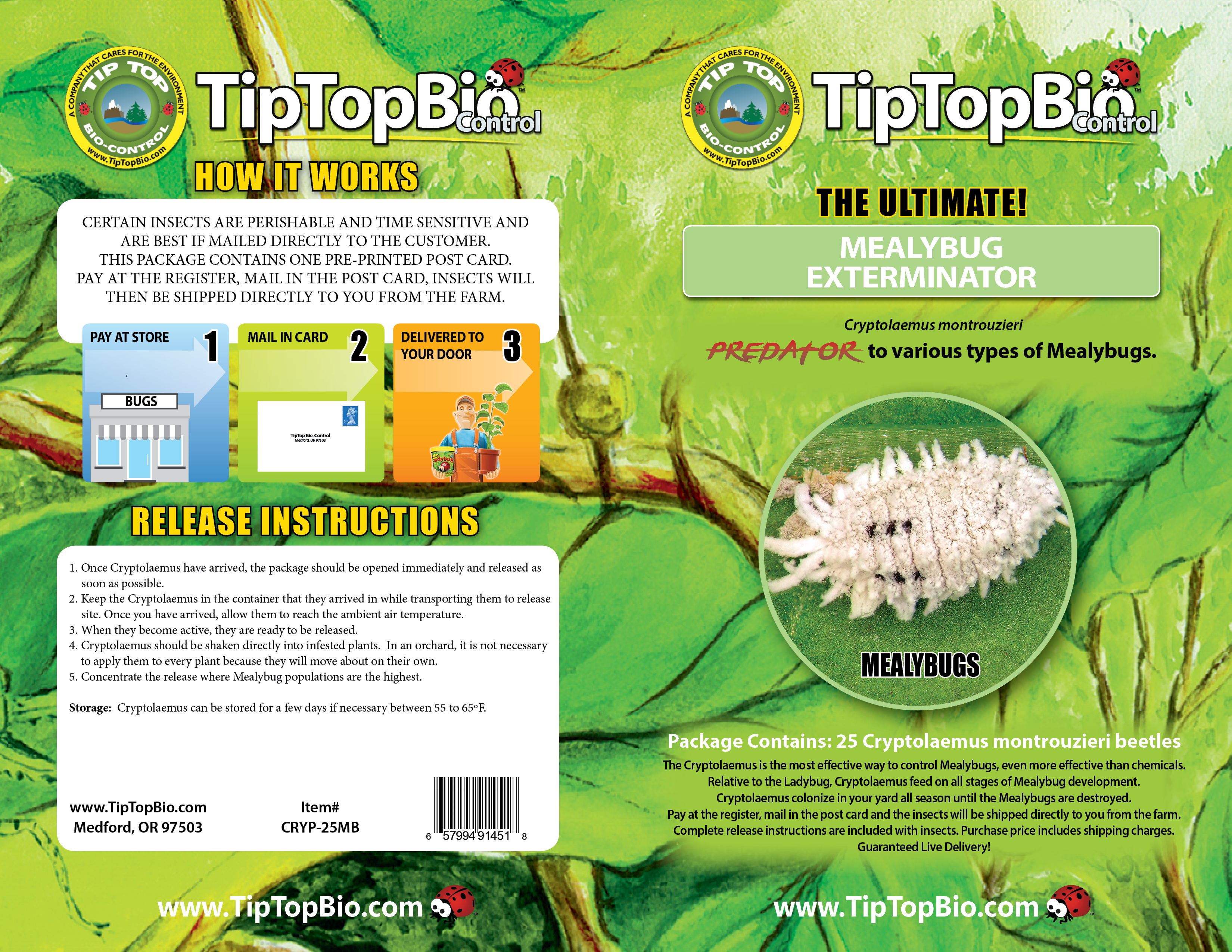Cryptolaemus montrouzieri - Mealybug Control