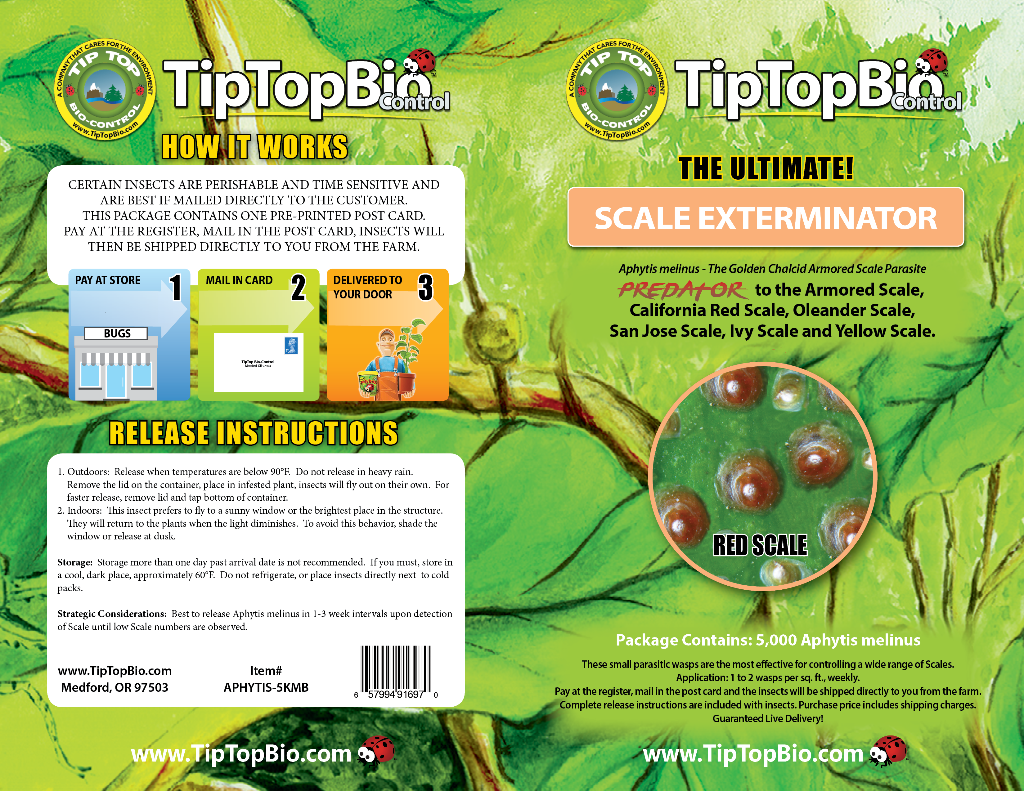 Aphytis melinus - Scale Control
