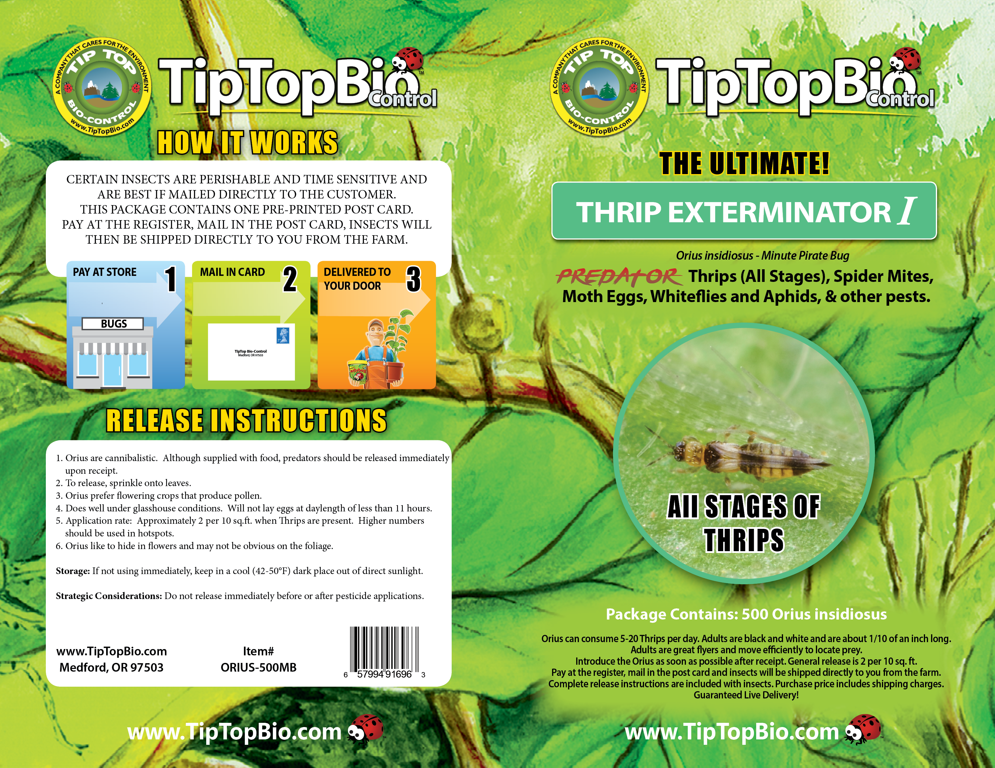 Orius insidiosus - Minute Pirate Bug - Controls All Life Stages of Thrips